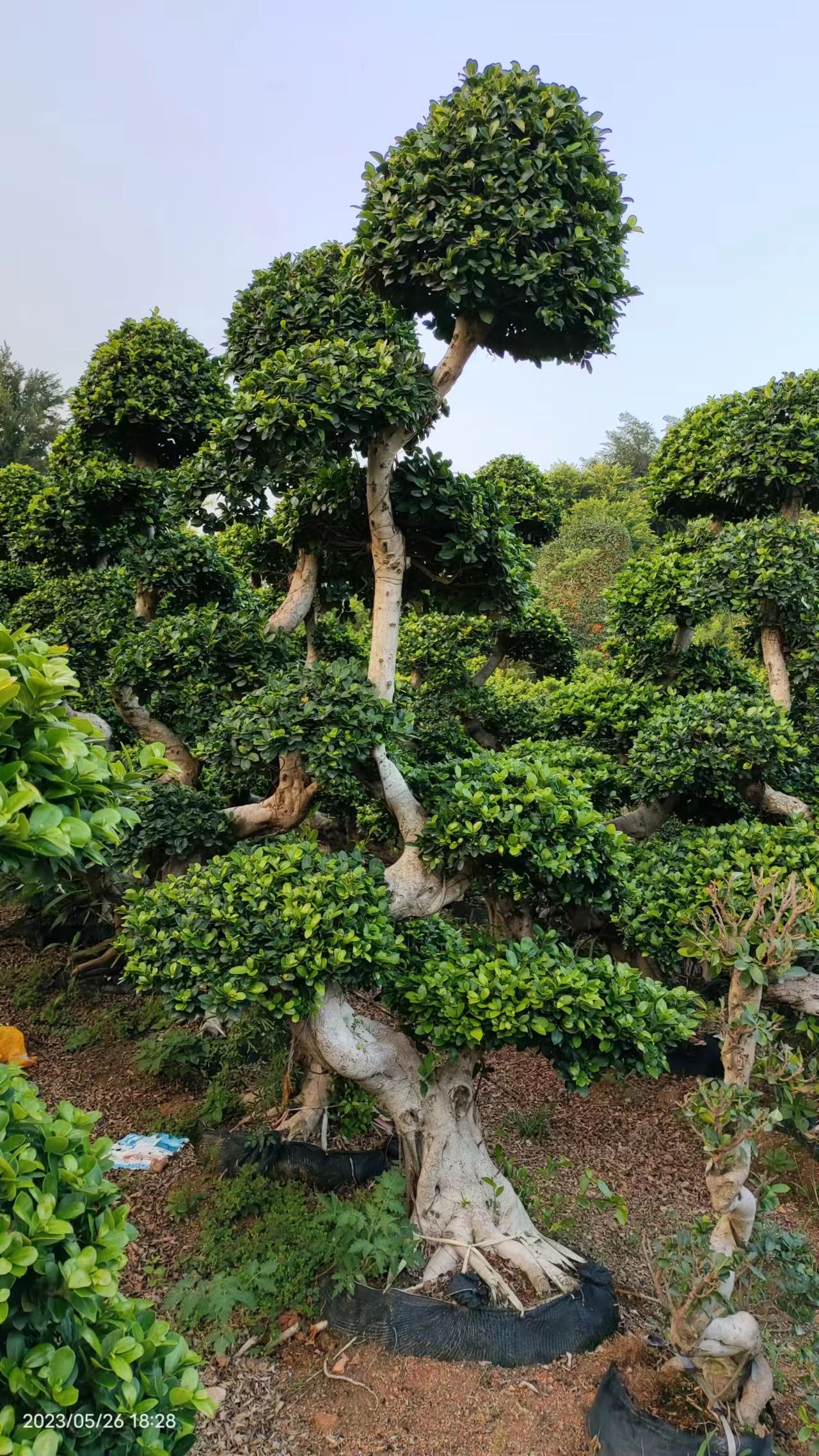 福建造型金钱榕桩景·造型金钱榕盆景·造型S弯榕桩景