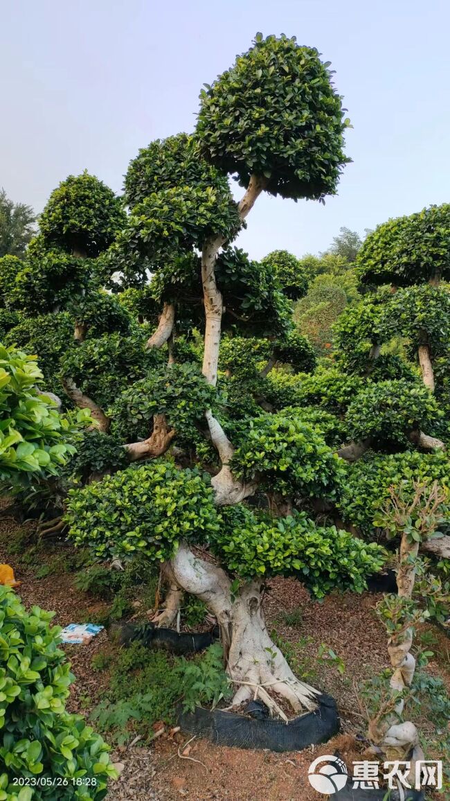 福建造型金钱榕桩景·造型金钱榕盆景·造型S弯榕桩景