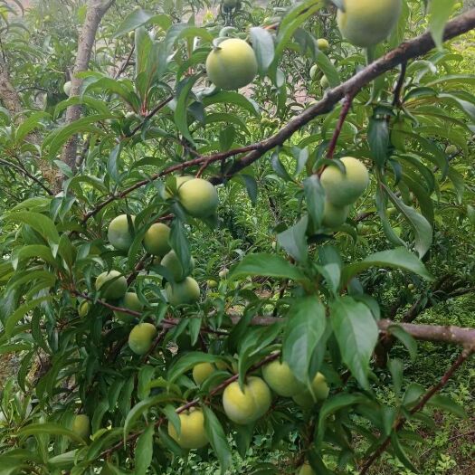 上海脆甜可口，蜂蜜味道，香甜爽口回味无穷。