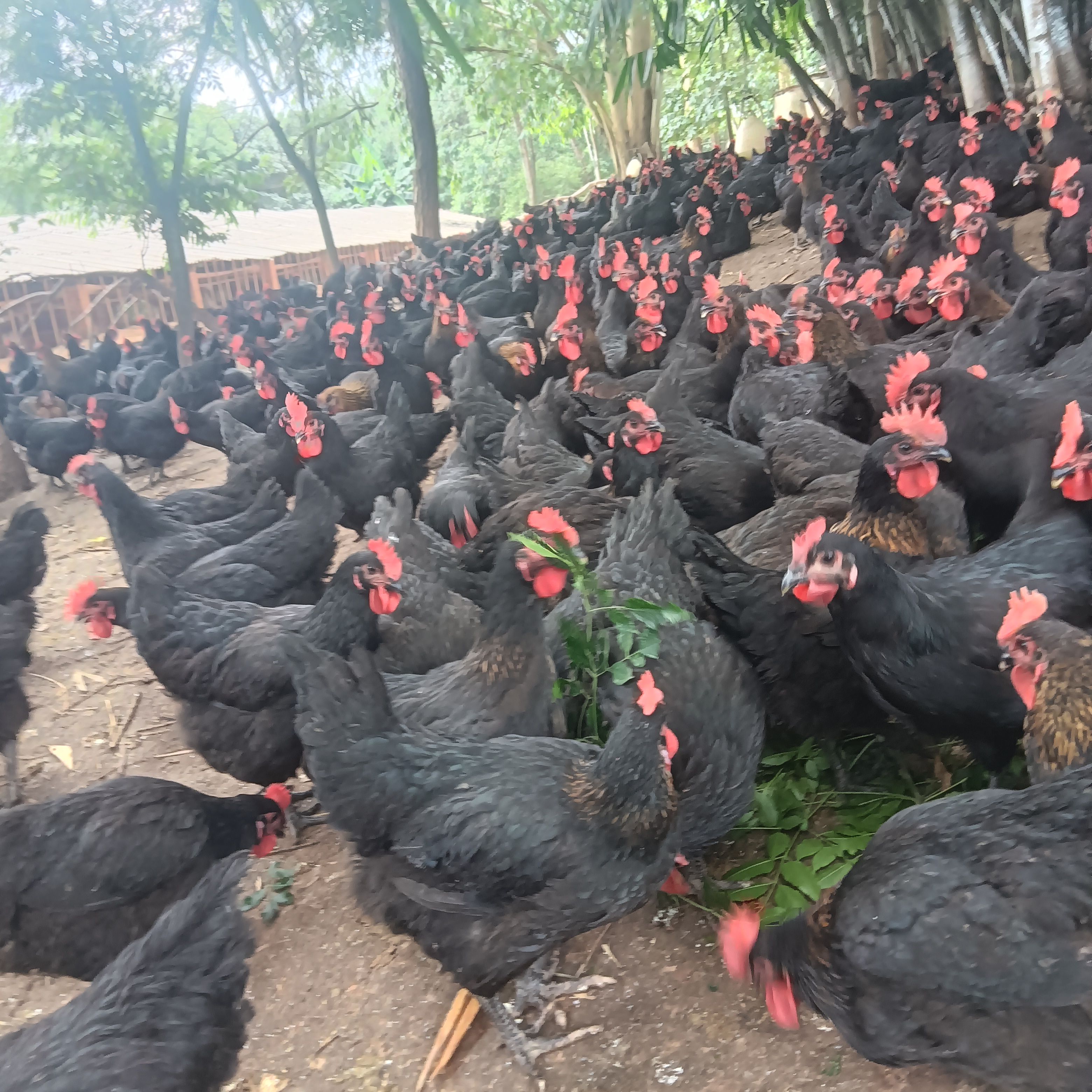 黑妹均重3.6左右，5.5元，毛衣靓冠头靓，鸡健康