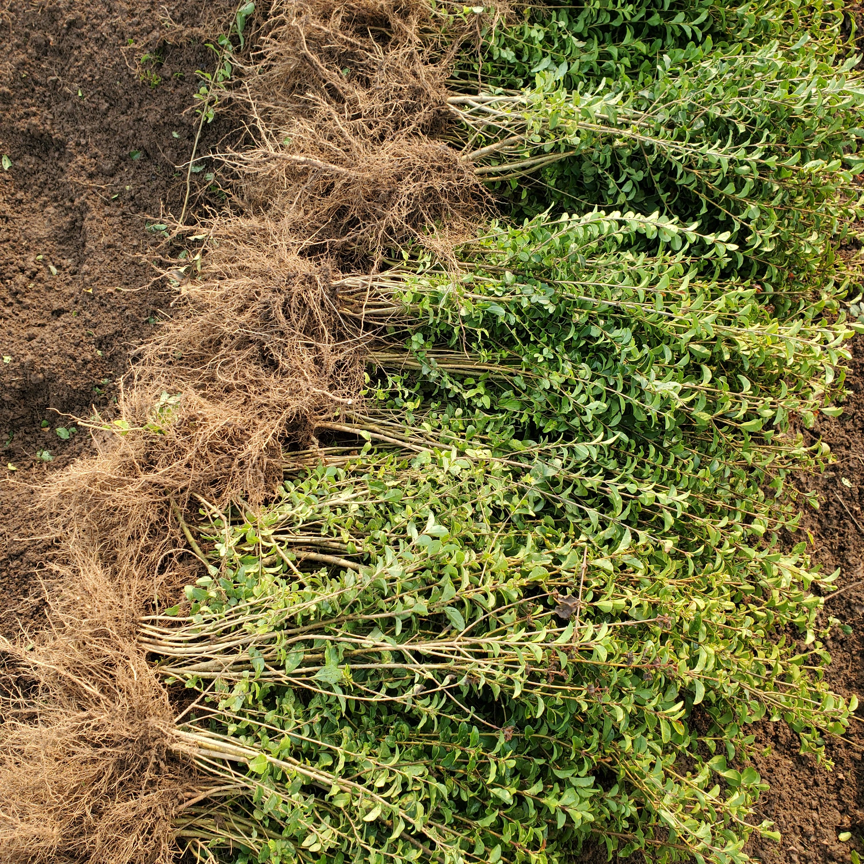 小叶女贞耐寒四季常青绿篱苗
