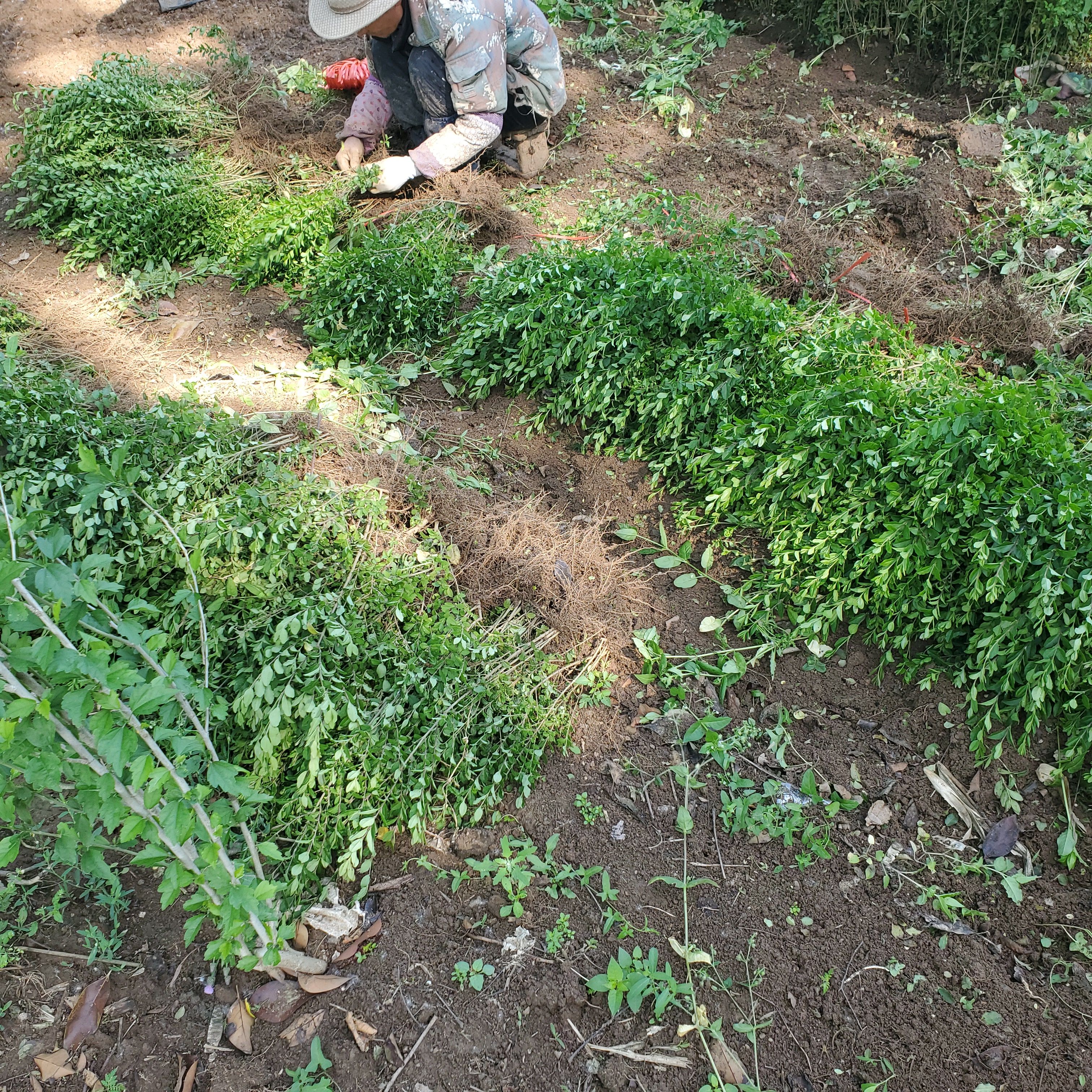 小叶女贞耐寒四季常青绿篱苗