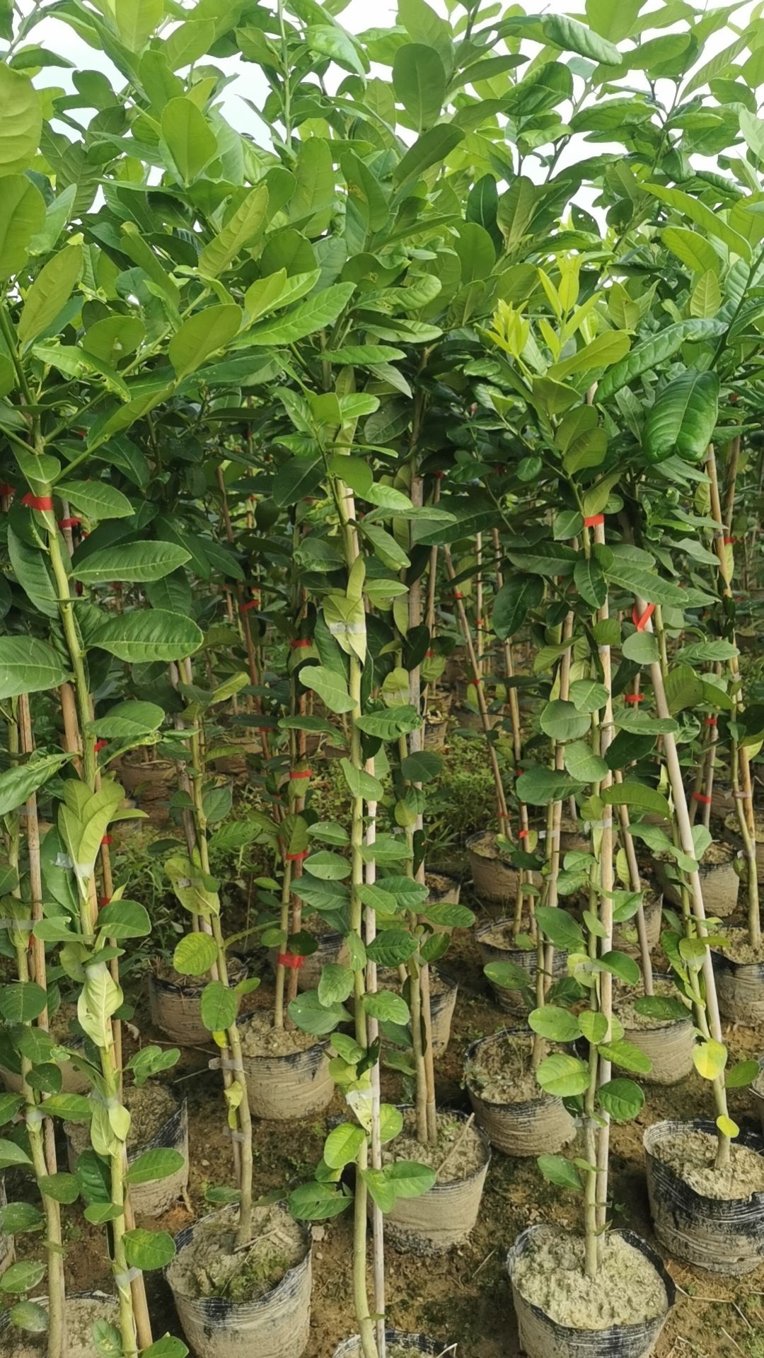 广东香水柠檬大苗