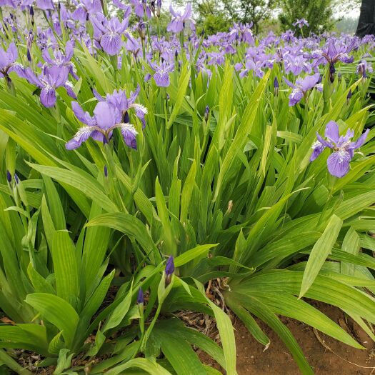 沭阳县鸢尾花