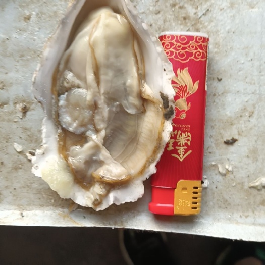 生蚝牡蛎三倍体全规格