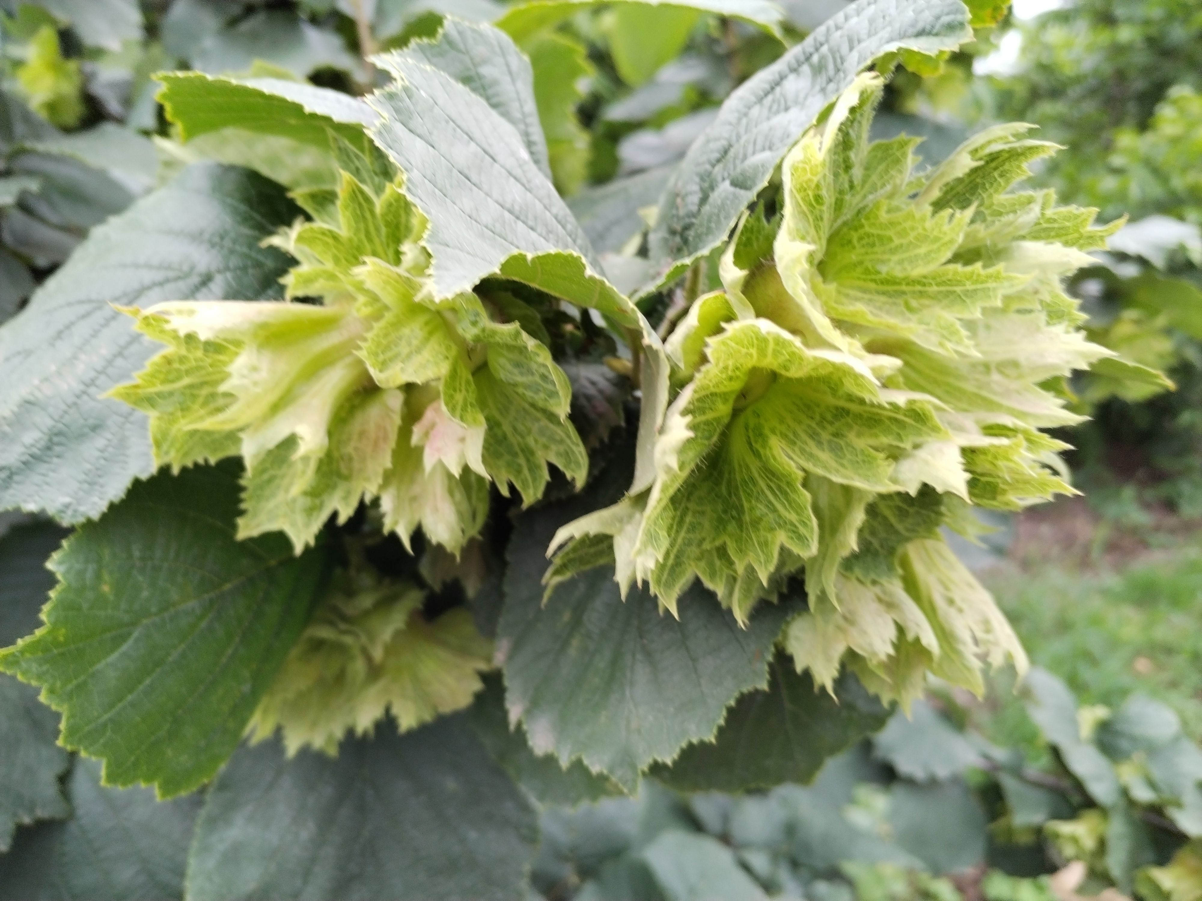 25年新货！新鲜青皮水瓤大榛子（达维品种）（已售罄）