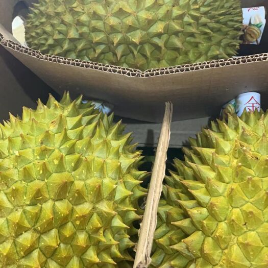 巴马县泰国榴莲