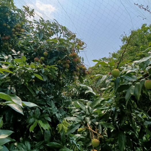 阳江大量荔枝上市，有需要可以联系我