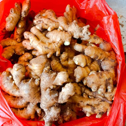 沂水县鲜姜批发