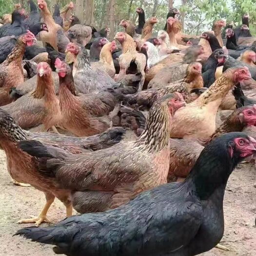 东兰县斗鸡