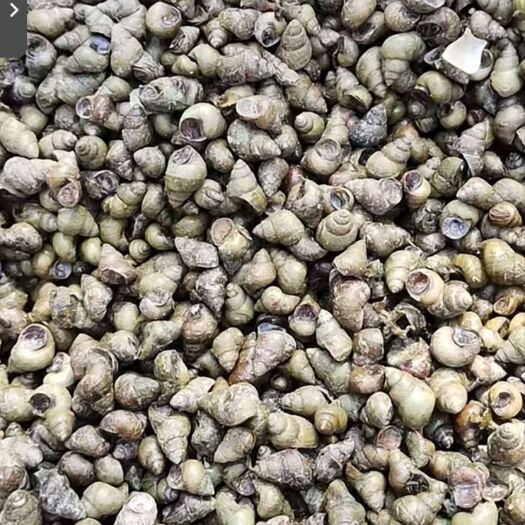 沛县淡水螺飘螺大量出售