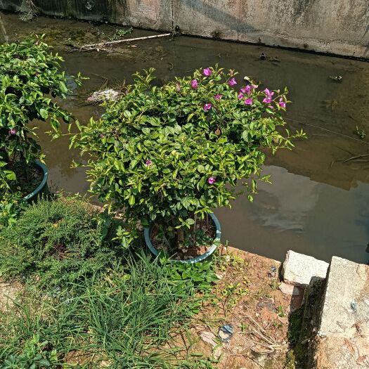 揭阳玫红三角梅