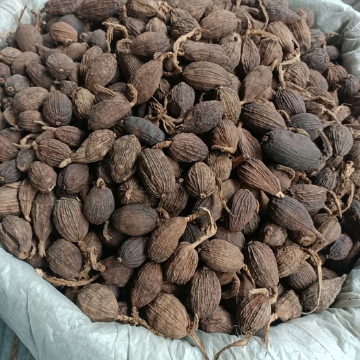 成都草果