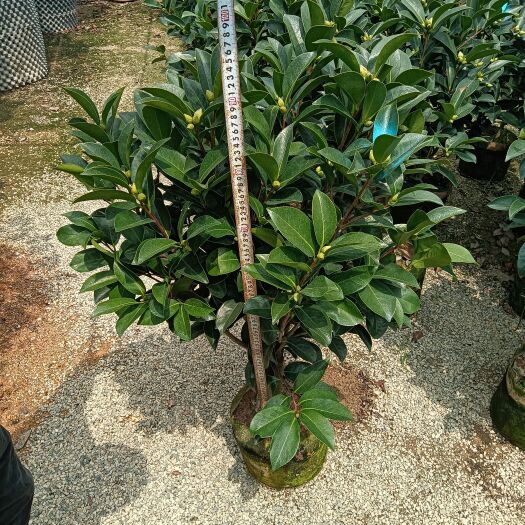 揭阳茶花树