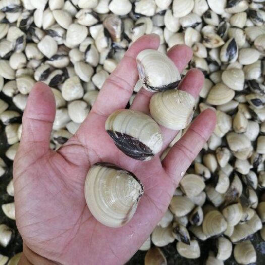 襄樊鲜活白贝无沙水产花甲