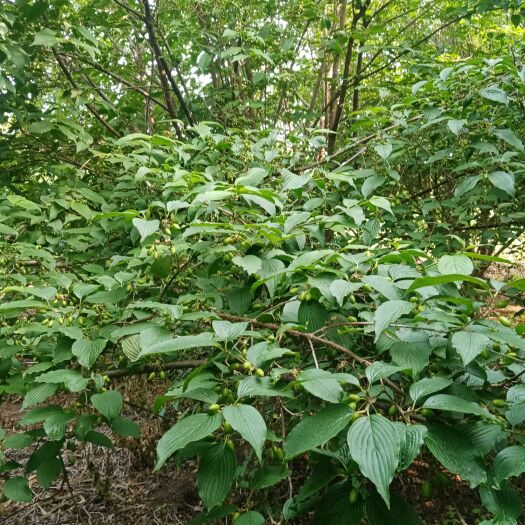 安丘市20年生山株萸大树30棵