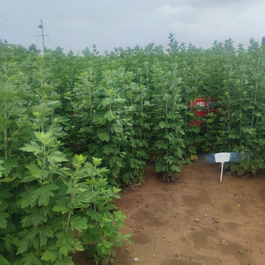 桐柏县端午新鲜艾草艾叶整颗艾蒿挂门檐驱蚊窗户风俗