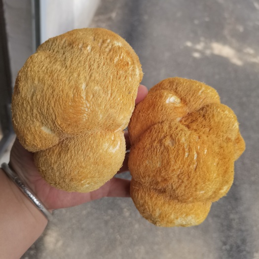 海林市干猴头菇  东北猴头菇10公分以上大个
