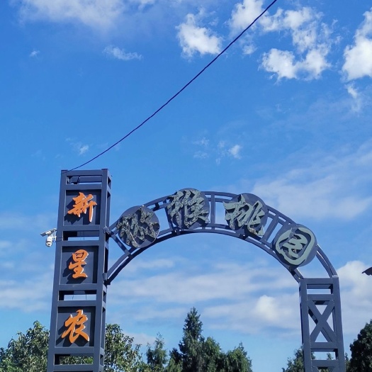 剑阁县猕猴桃（红心、黄心）
