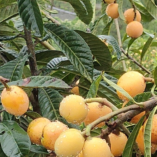 安康枇杷
