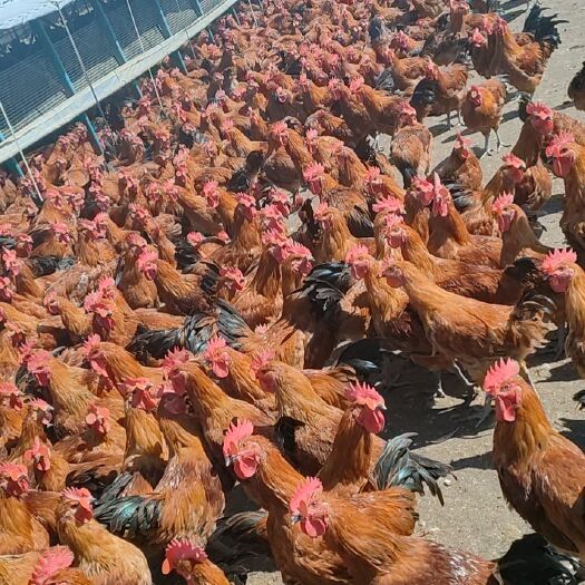 肥东县我家的土鸡全部是散养的，质量有保证的