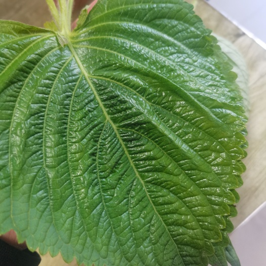 沈阳新鲜苏子叶，紫苏叶