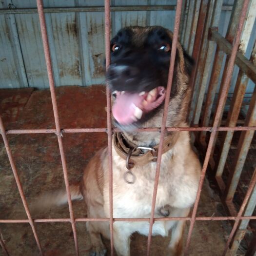 灵山县马犬