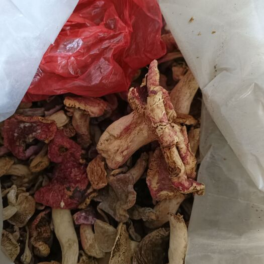 红菇一一一野生差菇批发