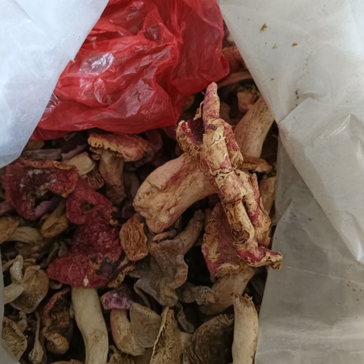 南召縣紅菇一一一野生差菇批發(fā)