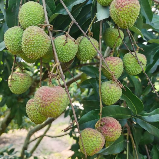 灵山县广西灵山荔枝