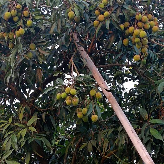 陆丰市原产地大量，黑叶，凤花，桂味荔枝即将上市欢迎采购