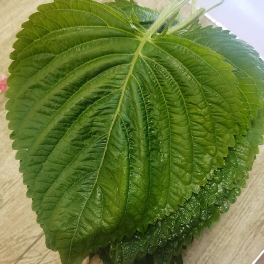 沈阳新鲜苏子叶，紫苏叶
