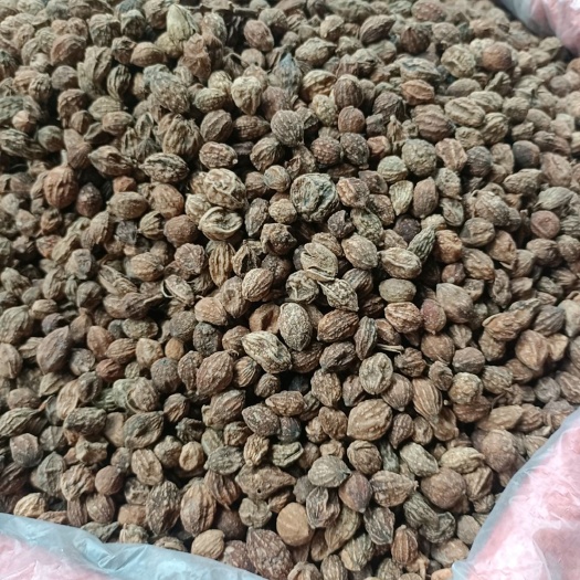 成都益智仁