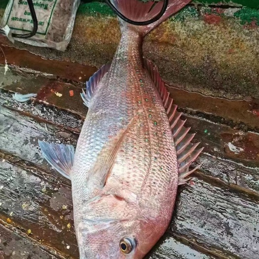珠海海钓真鲷 加吉鱼 深海鱼 即钓即放血的刺身级鲜活冰鲜货