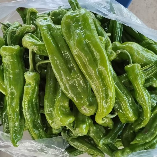 和县青泡椒东台椒301常年有货