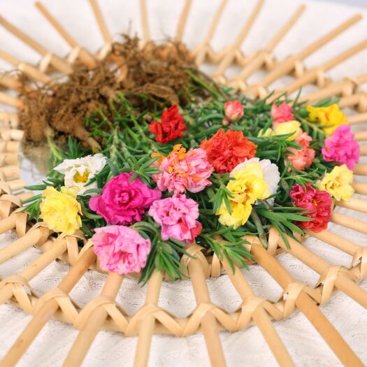 东海县太阳花半枝莲重瓣大花