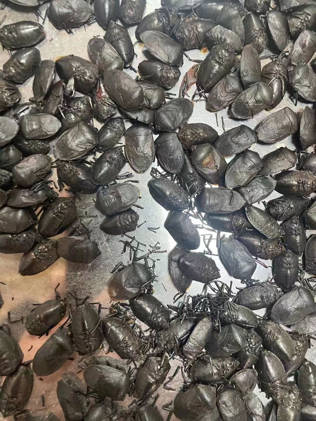 九香虫