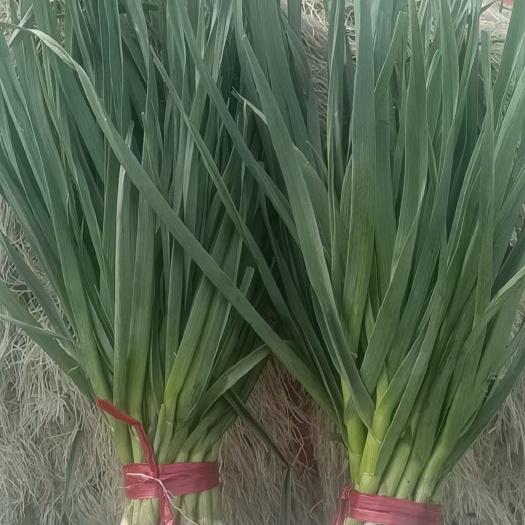 公主岭市白皮蒜  鲜蒜头
