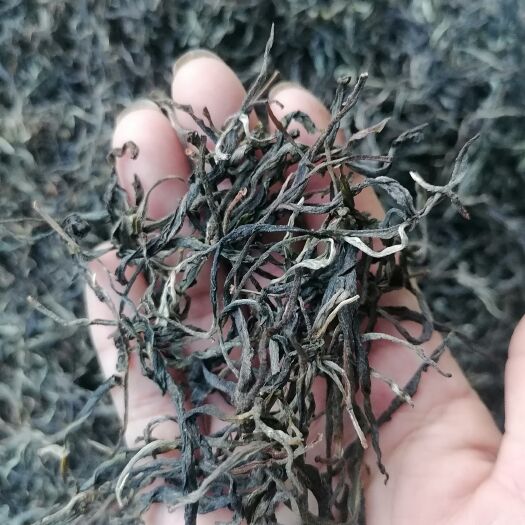 勐腊县云南普洱茶，2023年，纯手工制作，不打农药，不施肥