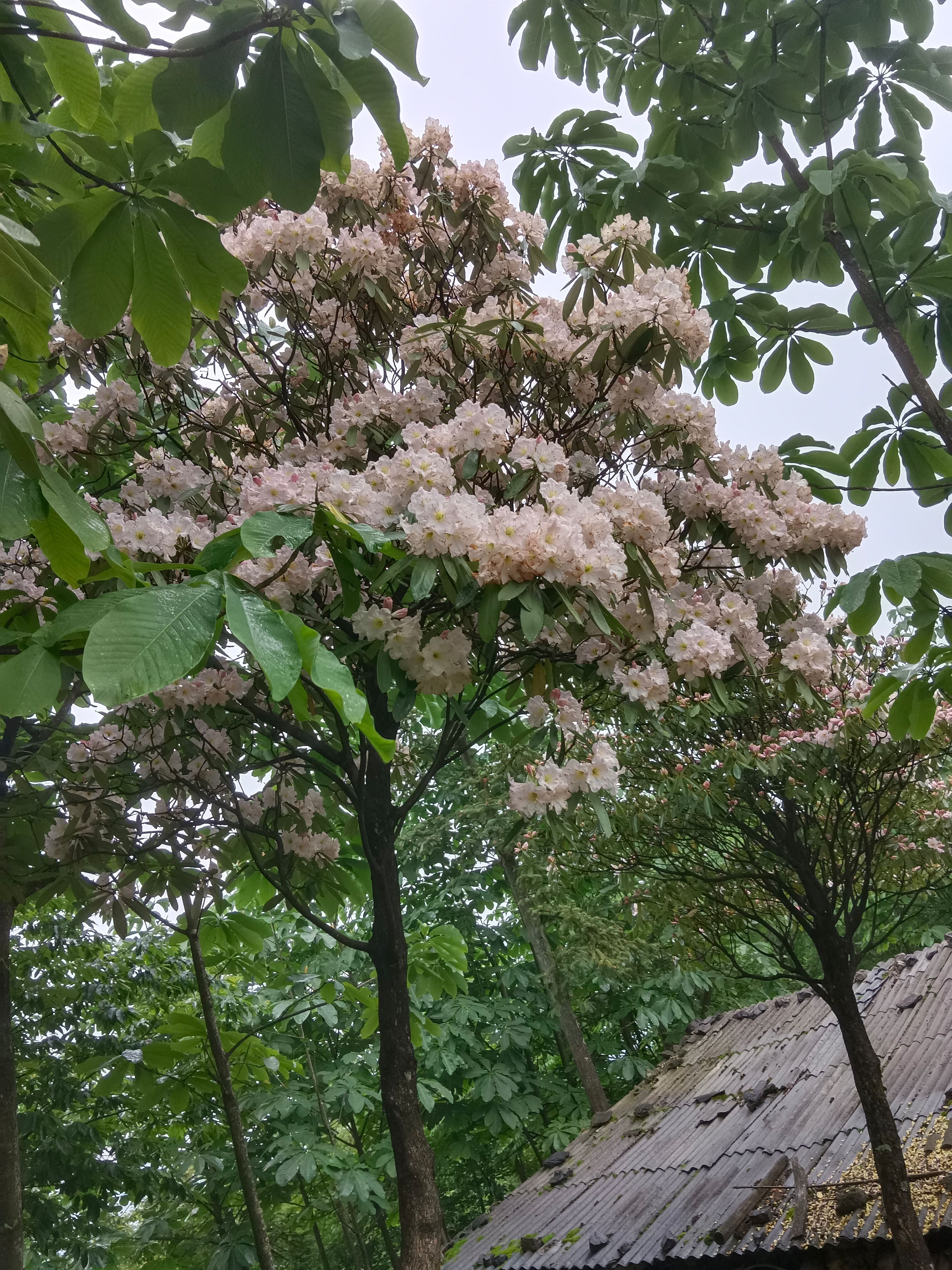 粉花云锦杜娟