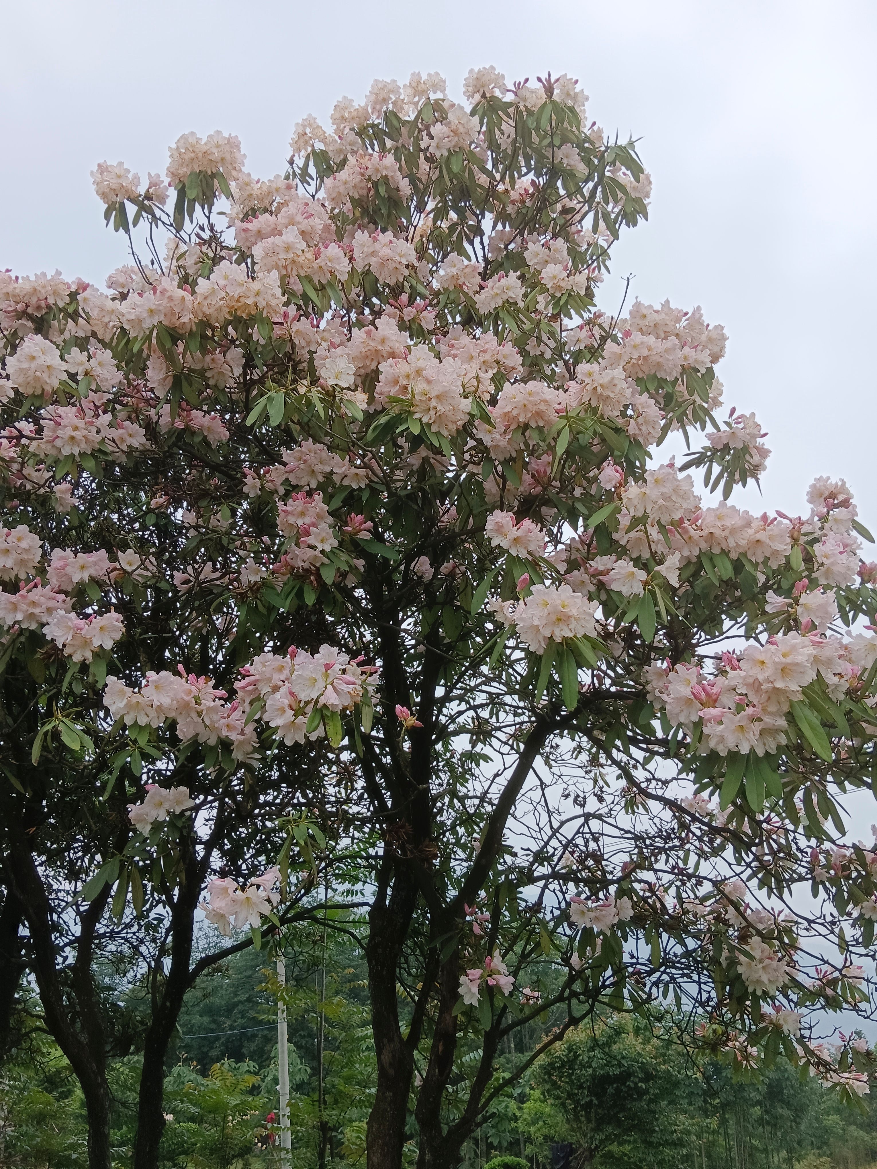 粉花云锦杜娟