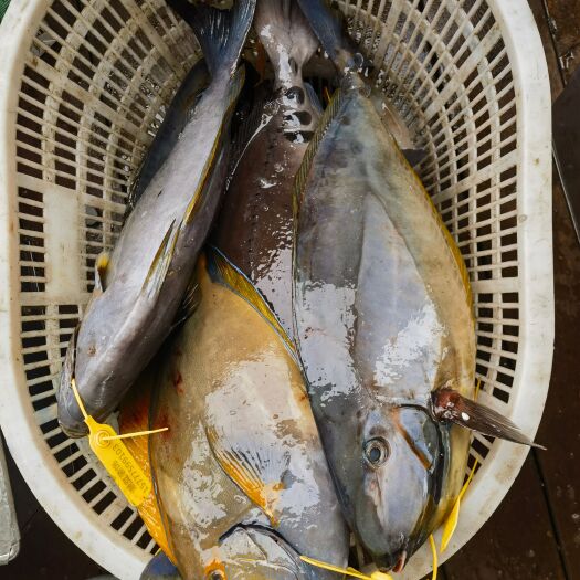 珠海海钓扒皮鱼