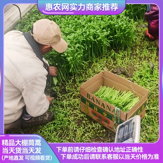 淮安精品茼蒿 淮安光杆茼蒿 一手货源 产地直发 视频看货 质量好