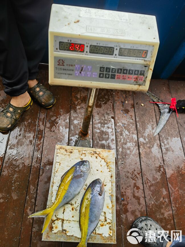 海钓黄尾东 又叫黄背梅鲷 即钓即放血刺身级 刺身、清蒸都好吃