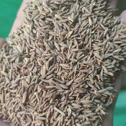 滕州市印度孜然、新疆孜然、小茴香、茴香粉、孜然碎