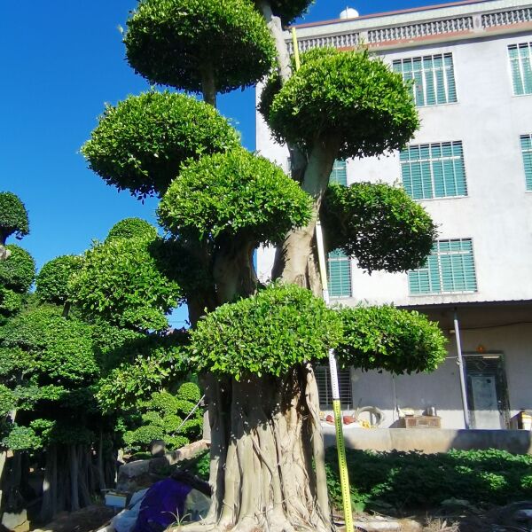 造型小叶