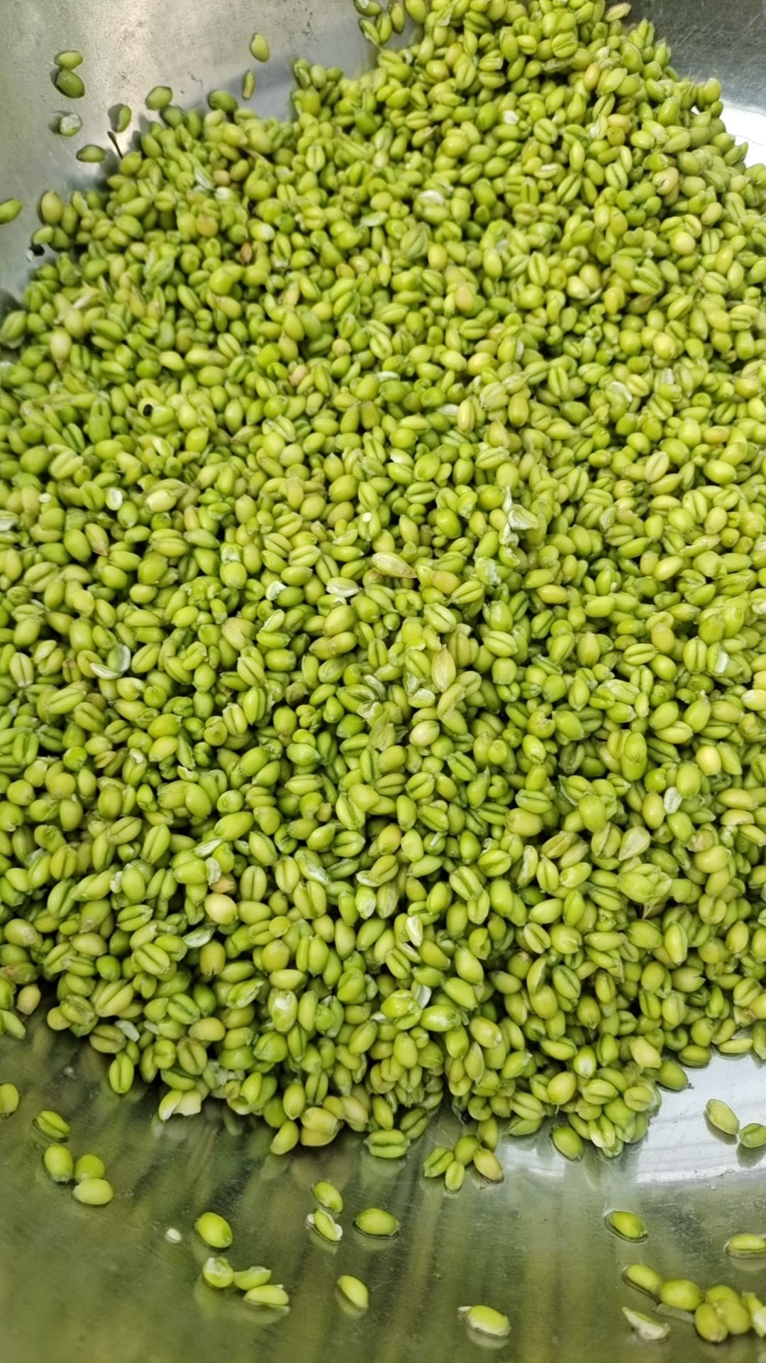 2023新鲜青麦仁网红爆款