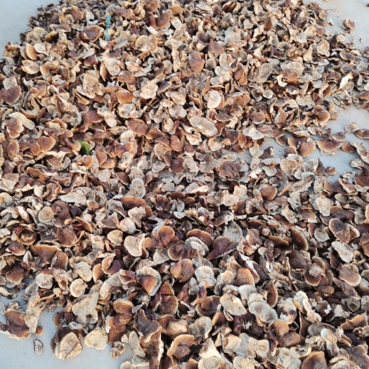 冠县2023 年新货  小金边灵芝  保证质量 山东灵芝种植基地