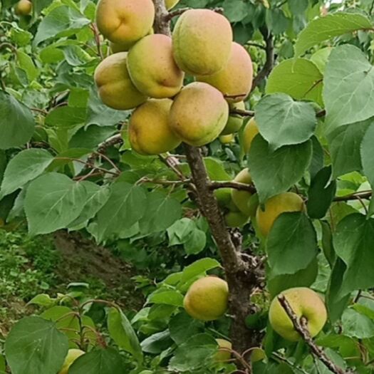 临猗县凯特大黄杏
