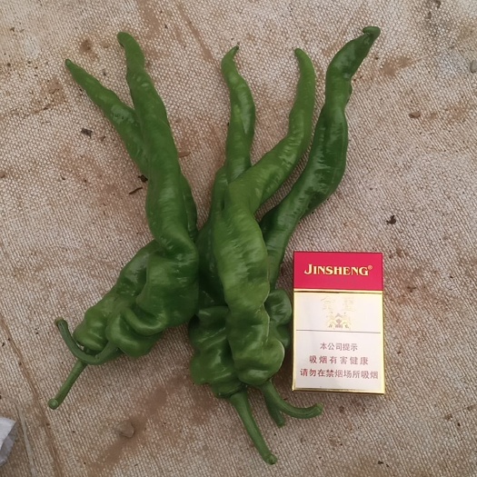 宁都县螺丝椒，螺线椒